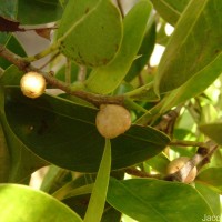 Ficus microcarpa L.f.